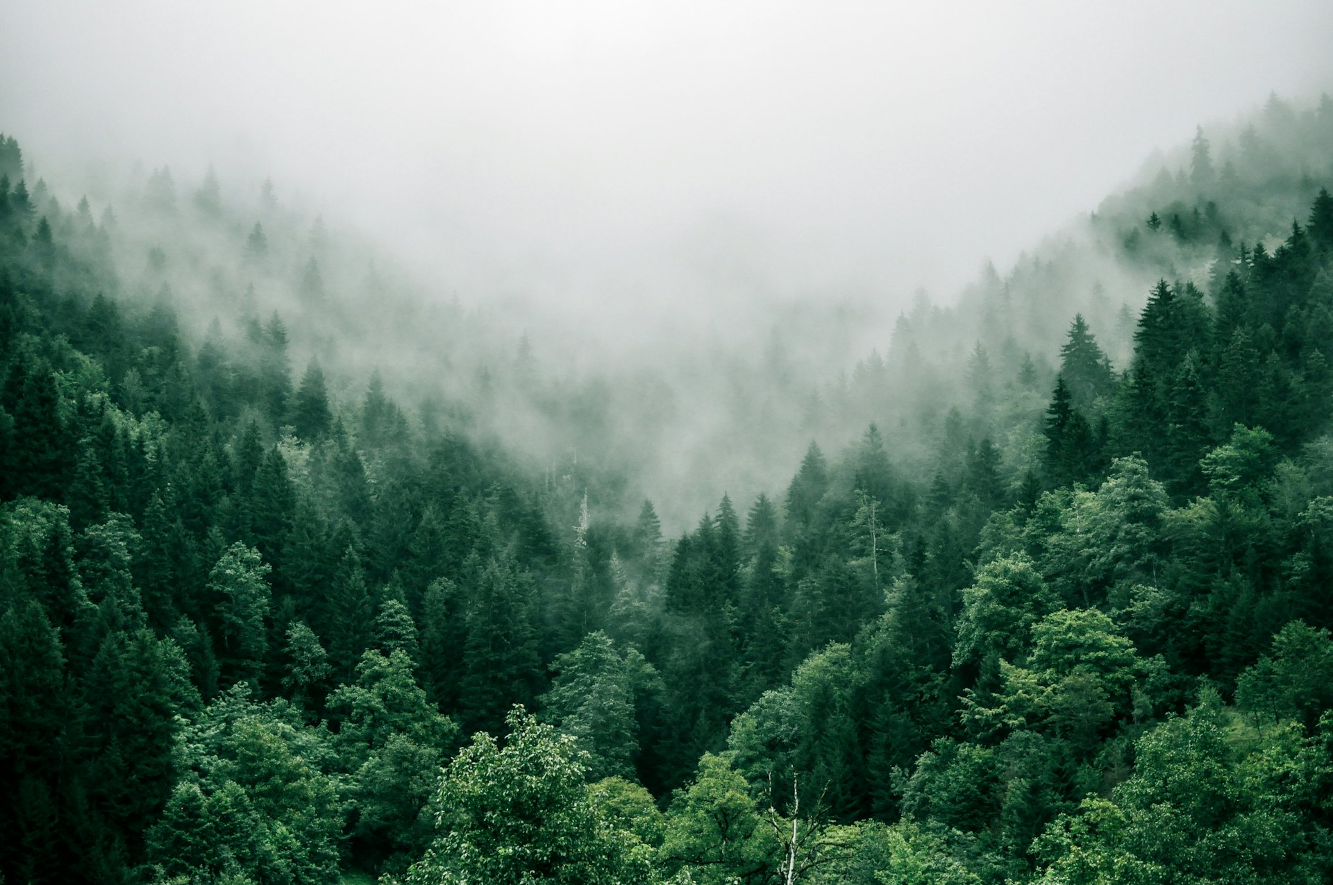 Mystical Forest